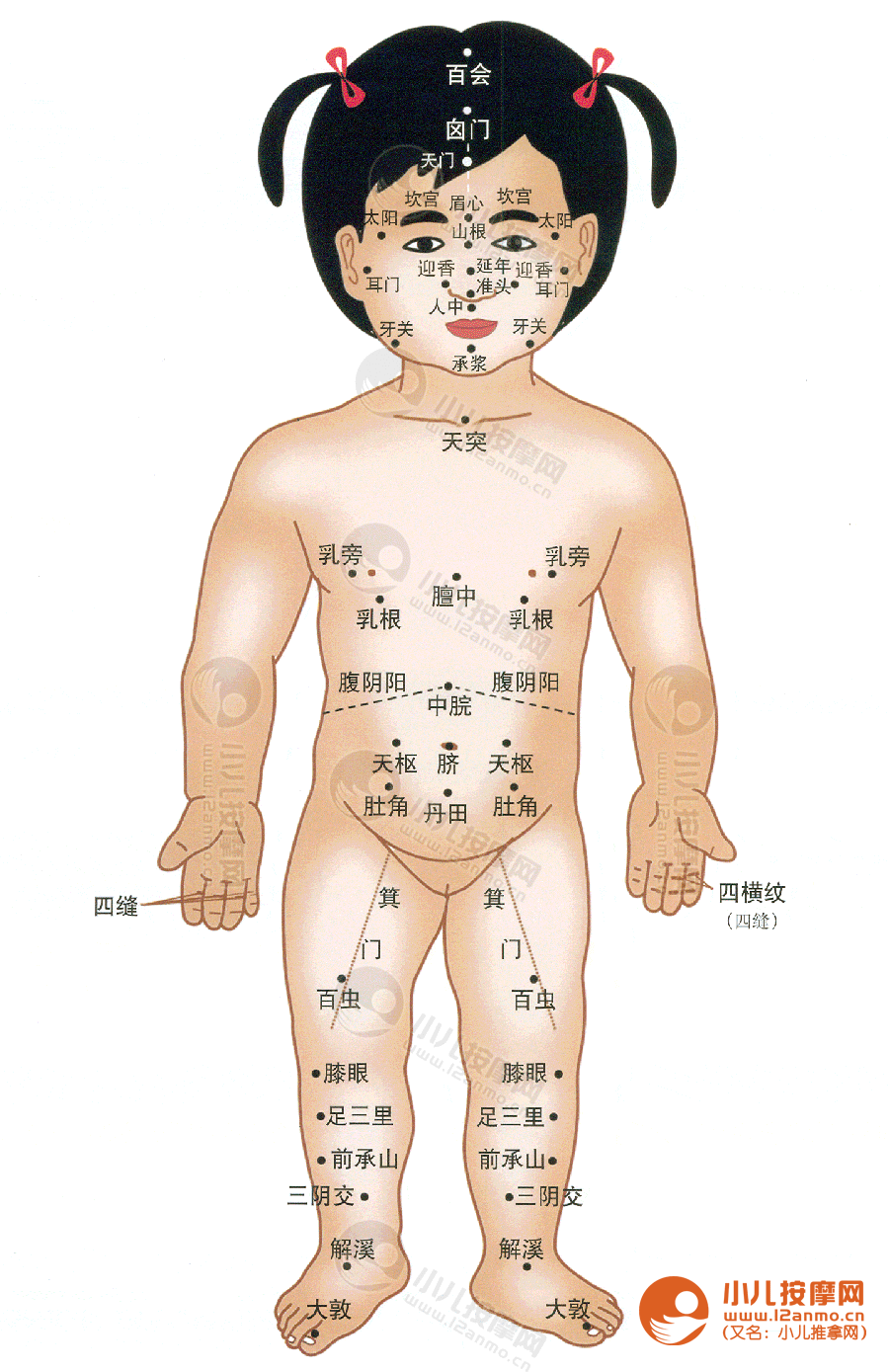 小儿推拿穴位图（正面）