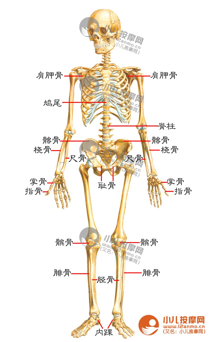 人体骨骼示意图